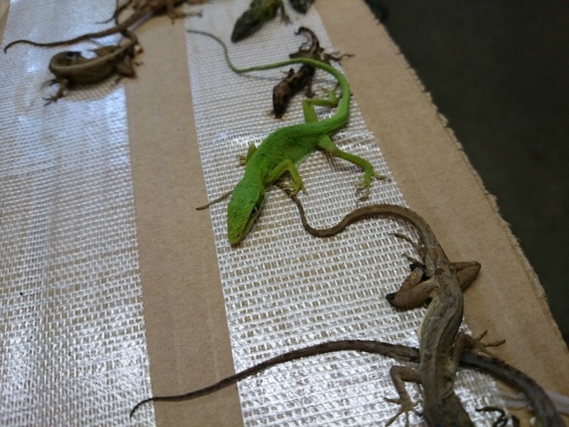 Anole store lizard petsmart