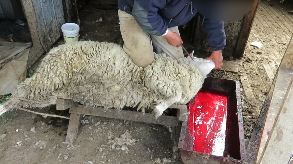 https://investigations.peta.org/wp-content/uploads/sites/53/2016/03/ED-11-Sheep.jpg