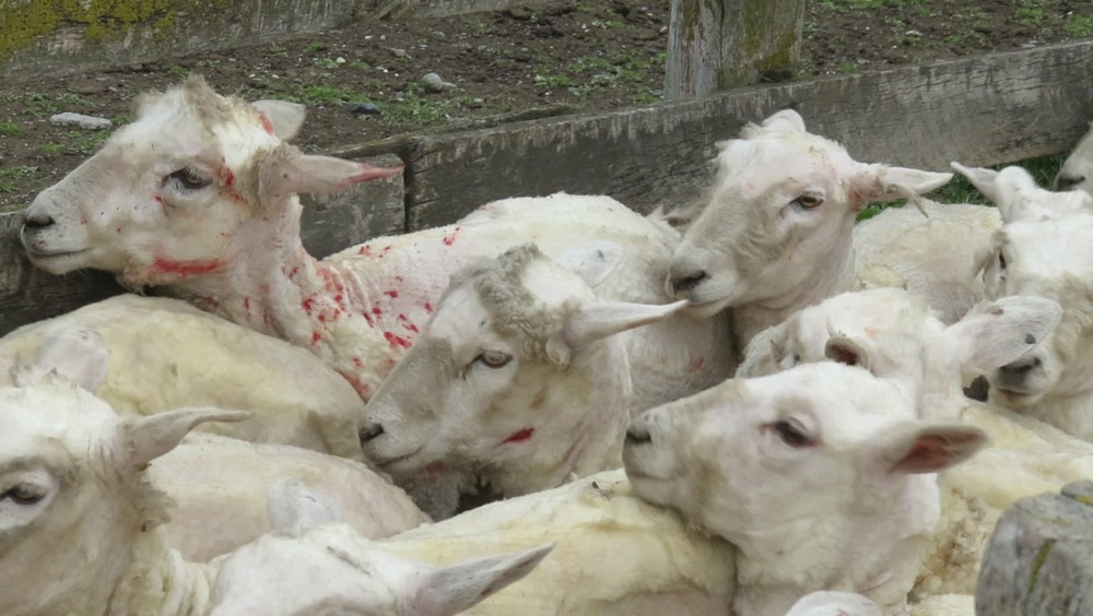 https://investigations.peta.org/wp-content/uploads/sites/53/2016/03/ED-7-Sheep.jpg