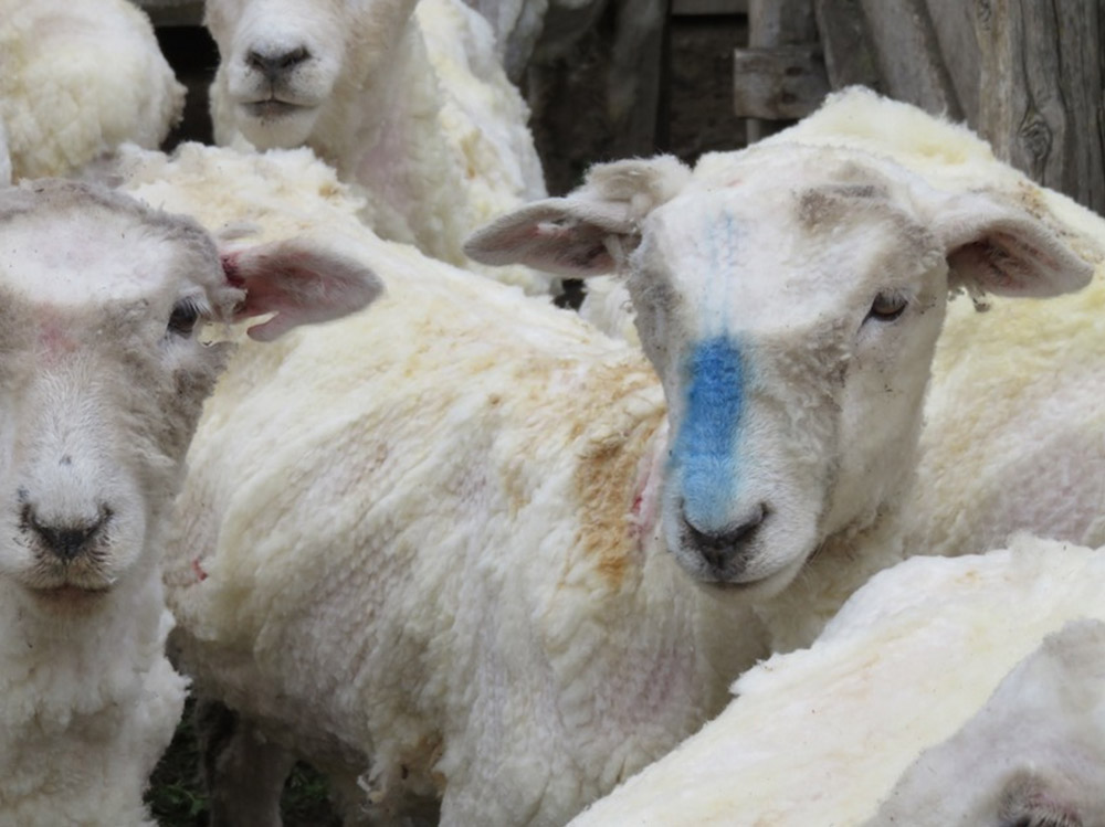 International Exposé: Sheep Killed, Punched, Stomped on, and Cut for Wool